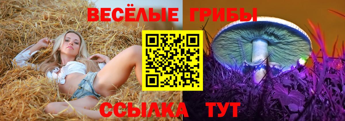 Галлюциногенные грибы Cubensis Балтийск